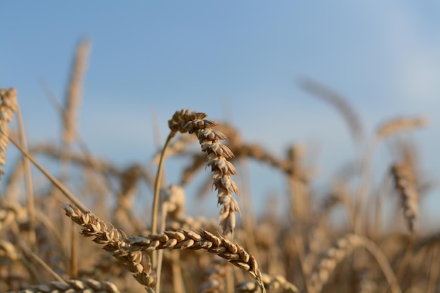 Prossimo piano della pianta che cresce sul campo