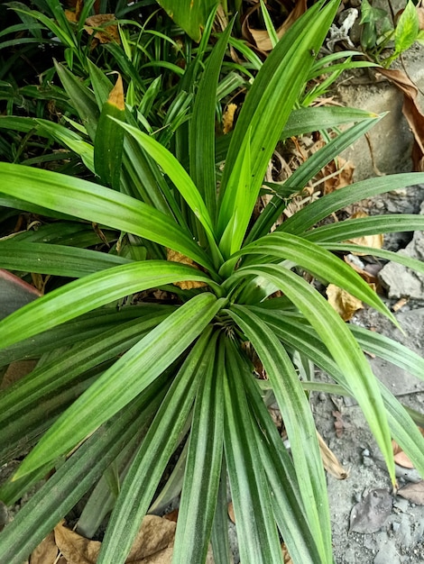 Prossimo piano della pianta di pandan