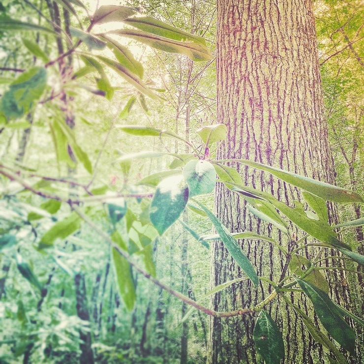 Foto prossimo piano della pianta per albero