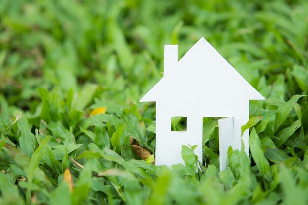 Prossimo piano della pianta verde sul campo