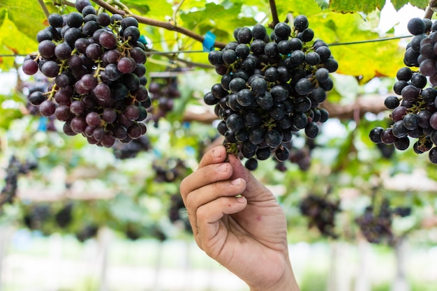 Prossimo piano della raccolta a mano delle uve rosse che crescono nel vigneto