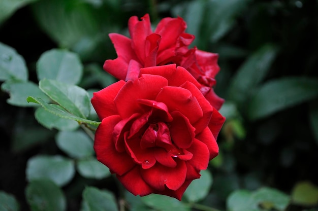 Prossimo piano della rosa rossa.