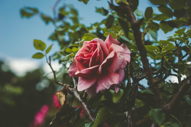 Prossimo piano della rosa rossa