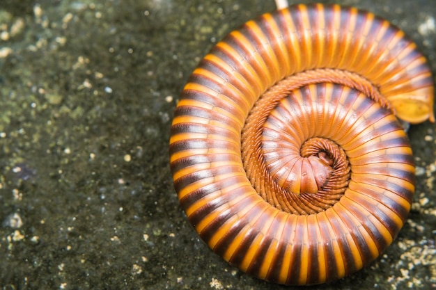 Prossimo piano della spirale