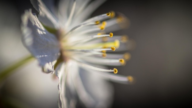 Prossimo piano della testa del fiore