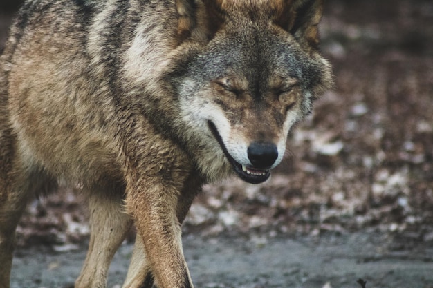 Prossimo piano della testa dell'animale