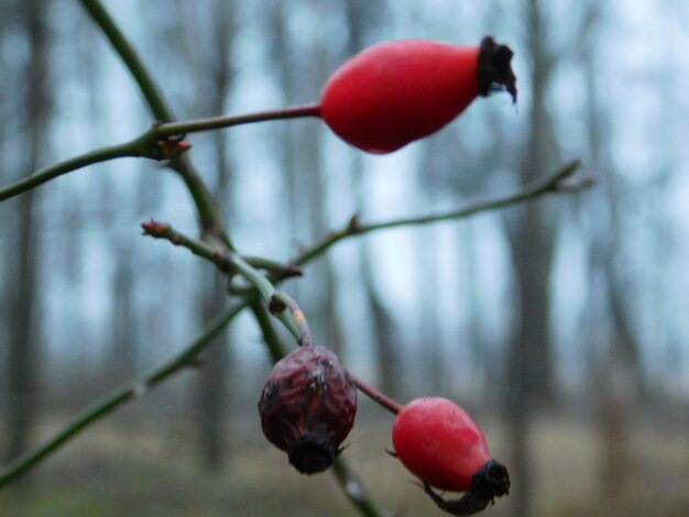 Prossimo piano delle bacche rosse sul ramo