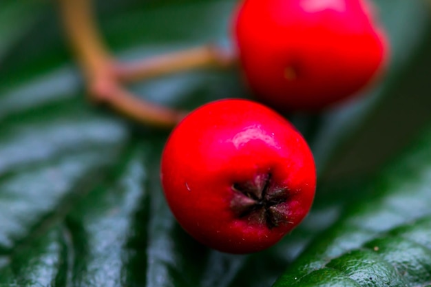 Prossimo piano delle bacche rosse