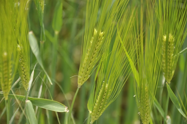 Prossimo piano delle colture che crescono nell'azienda agricola