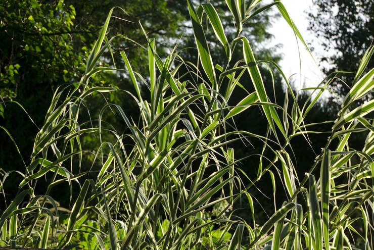 Foto prossimo piano delle colture che crescono sul campo