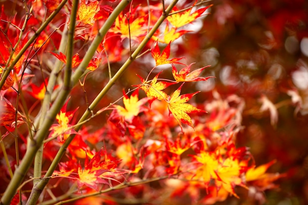 Prossimo piano delle foglie di acero sulla pianta durante l'autunno