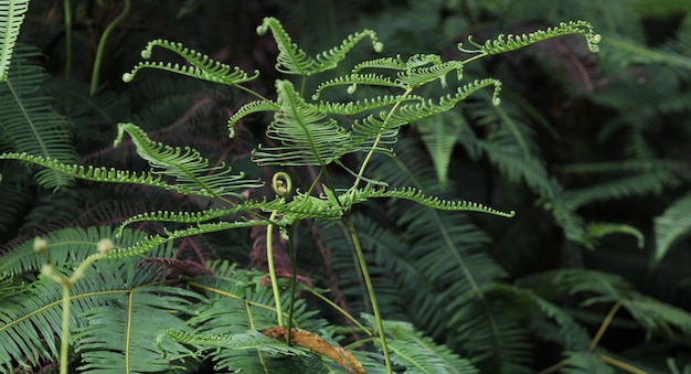 Prossimo piano delle foglie di felce