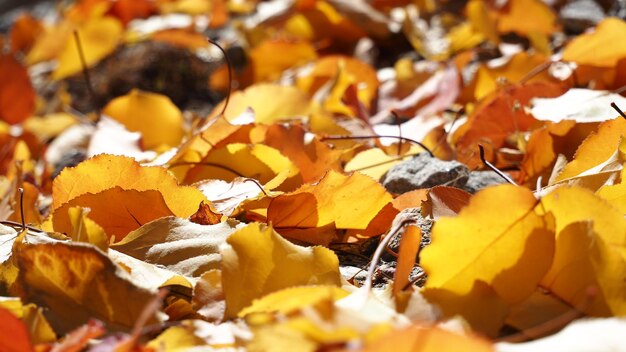 Prossimo piano delle foglie gialle d'autunno