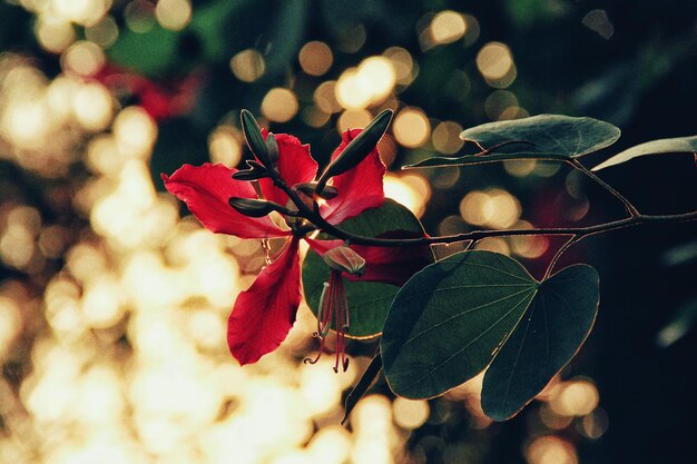 Prossimo piano delle foglie rosse