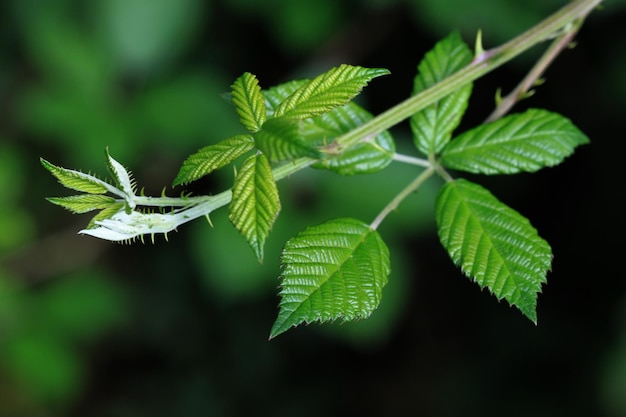 Prossimo piano delle foglie verdi sulla pianta