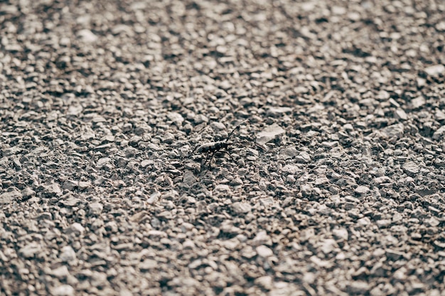 Prossimo piano delle formiche sulla strada