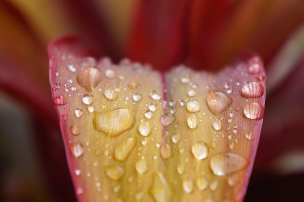 Prossimo piano delle gocce d'acqua sul fiore