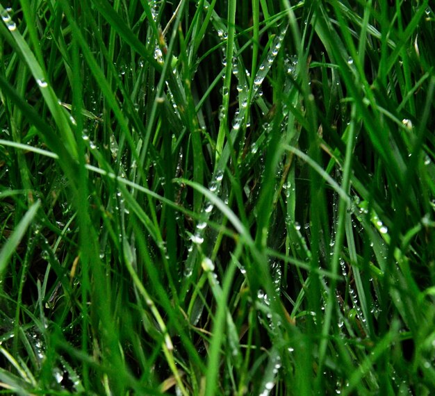 Prossimo piano delle gocce d'acqua sulla foglia