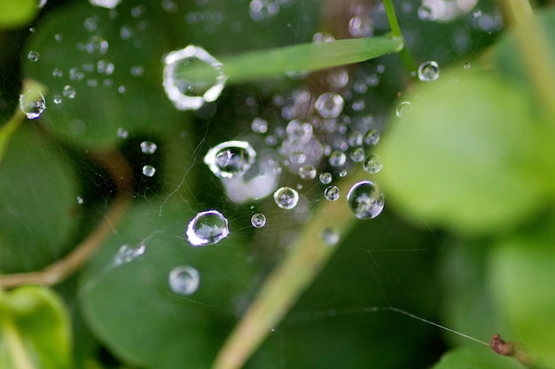 Prossimo piano delle gocce d'acqua sulla foglia