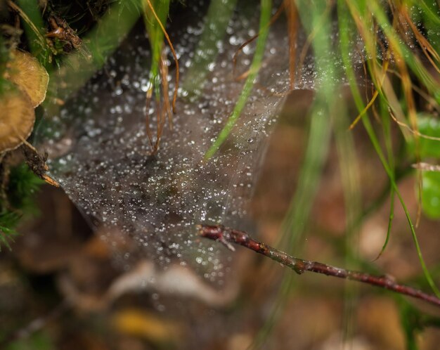Prossimo piano delle gocce d'acqua sulla pianta