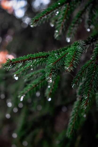 Prossimo piano delle gocce di pioggia sull'albero