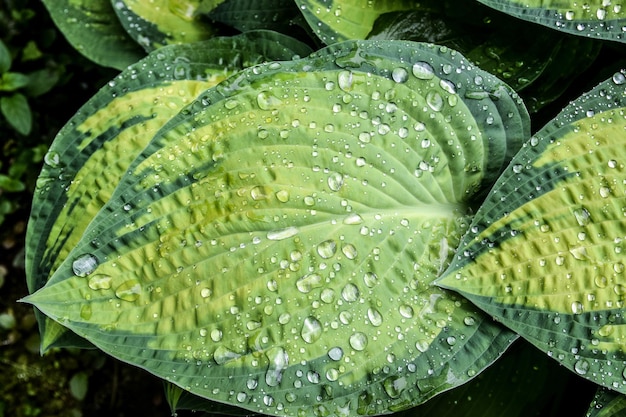 Prossimo piano delle gocce di pioggia sulla foglia