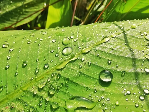 Prossimo piano delle gocce di pioggia sulle foglie