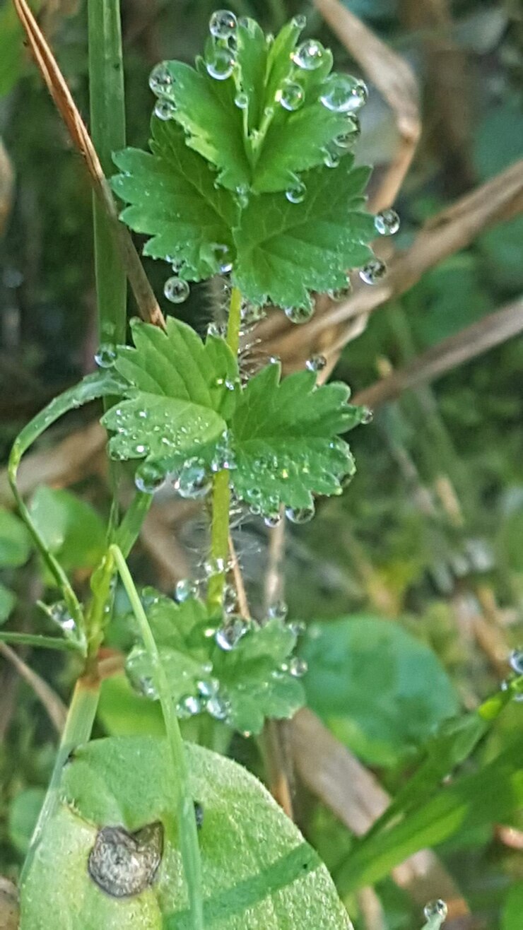 Foto prossimo piano delle gocce di pioggia sulle foglie