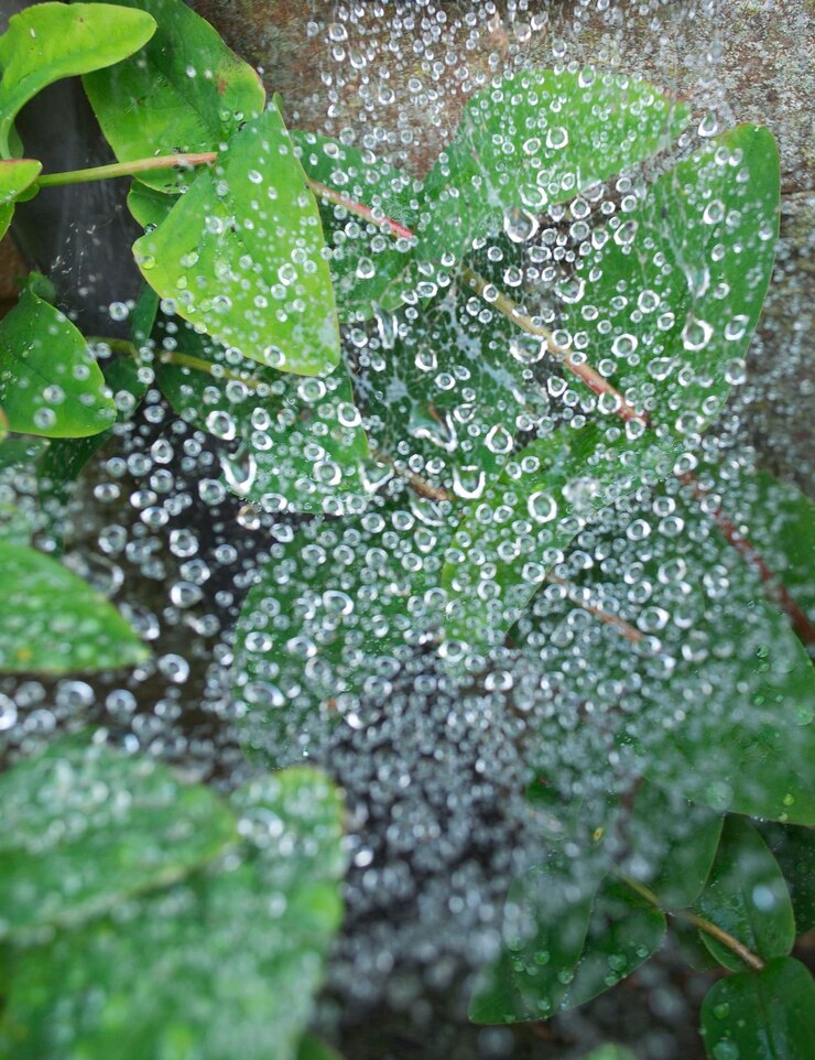 Foto prossimo piano delle gocce di pioggia sulle foglie