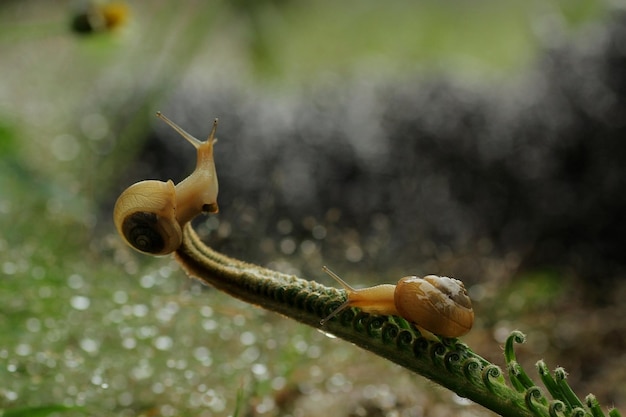 Prossimo piano delle lumache sulla pianta