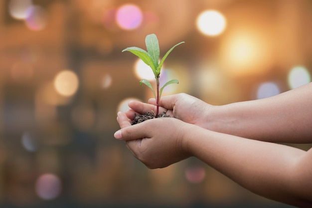 Prossimo piano delle mani che tengono la pianta