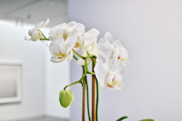 Prossimo piano delle orchidee bianche a casa