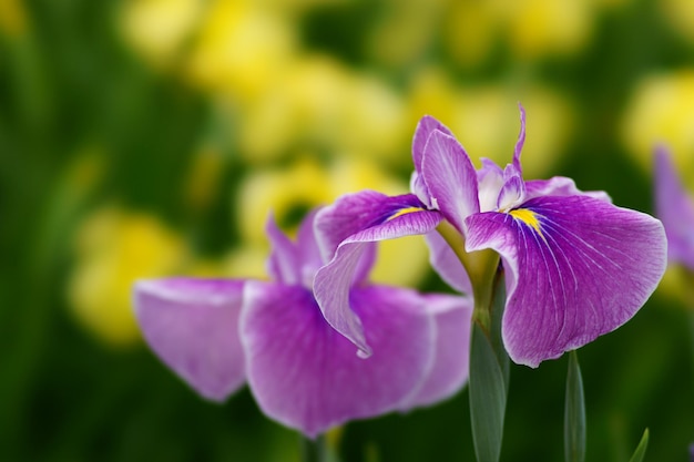 Prossimo piano delle orchidee viola