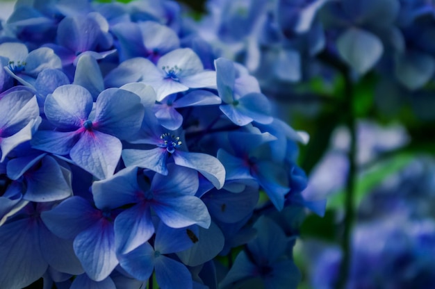 Prossimo piano delle ortensie blu