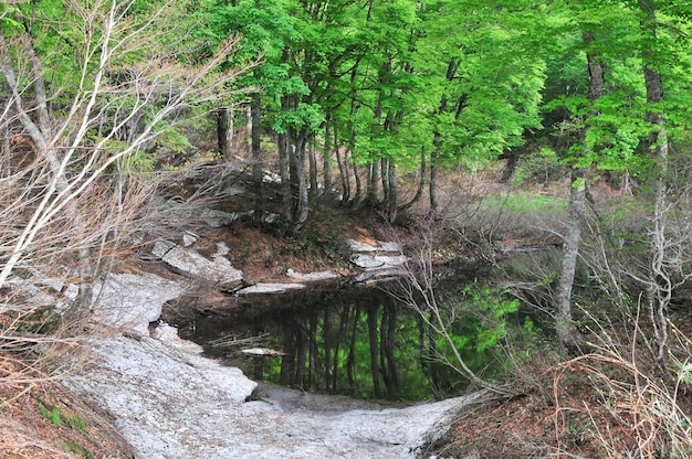 Prossimo piano delle piante contro gli alberi