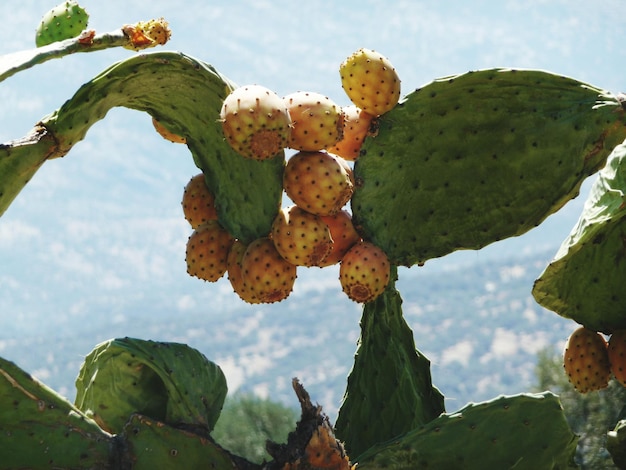 Prossimo piano delle piante di cactus in una giornata di sole