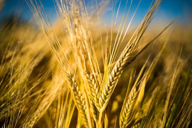 Prossimo piano delle piante di cereali che crescono sul campo agricolo