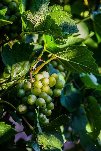 Prossimo piano delle uve che crescono sulla pianta in vigna