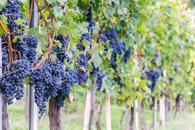 Prossimo piano delle uve in vigna