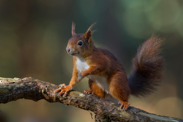 Prossimo piano dello scoiattolo rosso sul ramo dell'albero