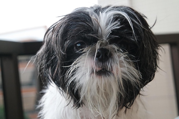 Prossimo piano dello shih tzu