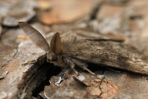 Prossimo piano dettagliato della cigana americana o della falena spugnosa Lymantria dispar sul legno