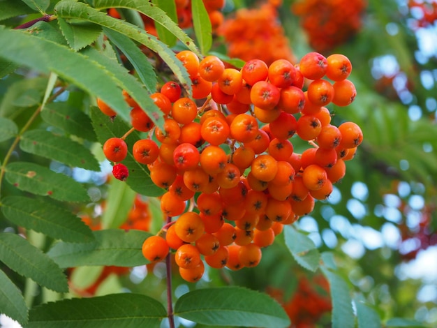 Prossimo piano di arance fresche sull'albero