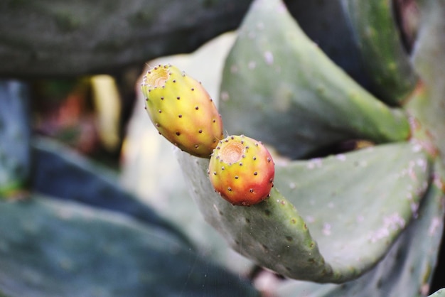 Prossimo piano di cactus