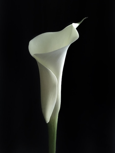 Prossimo piano di calla lily di notte