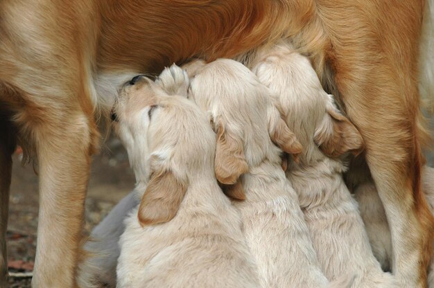 Prossimo piano di cani