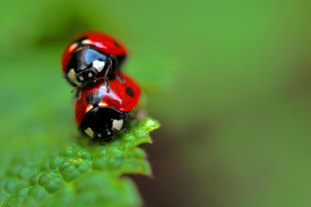 Prossimo piano di coccinelle che si accoppiano sulla pianta