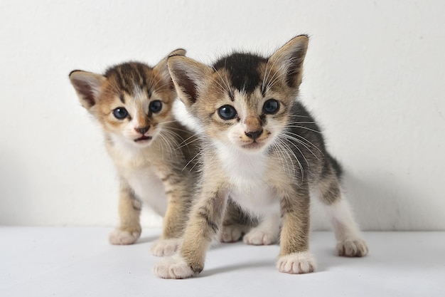 Prossimo piano di due gattini