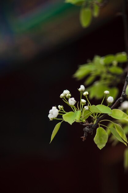 Prossimo piano di fiori bianchi freschi