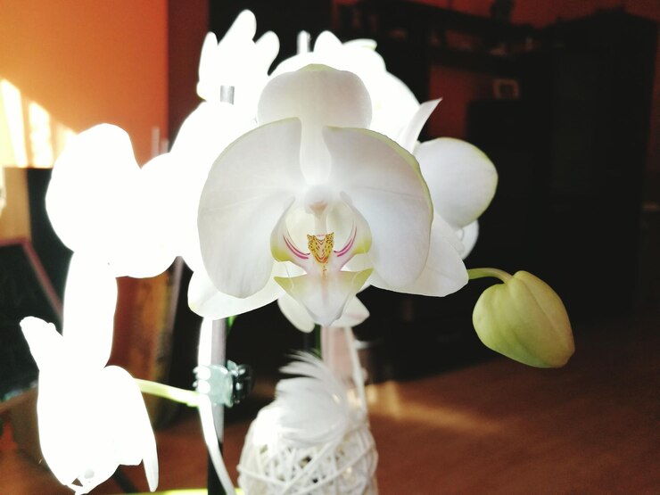 Foto prossimo piano di fiori bianchi